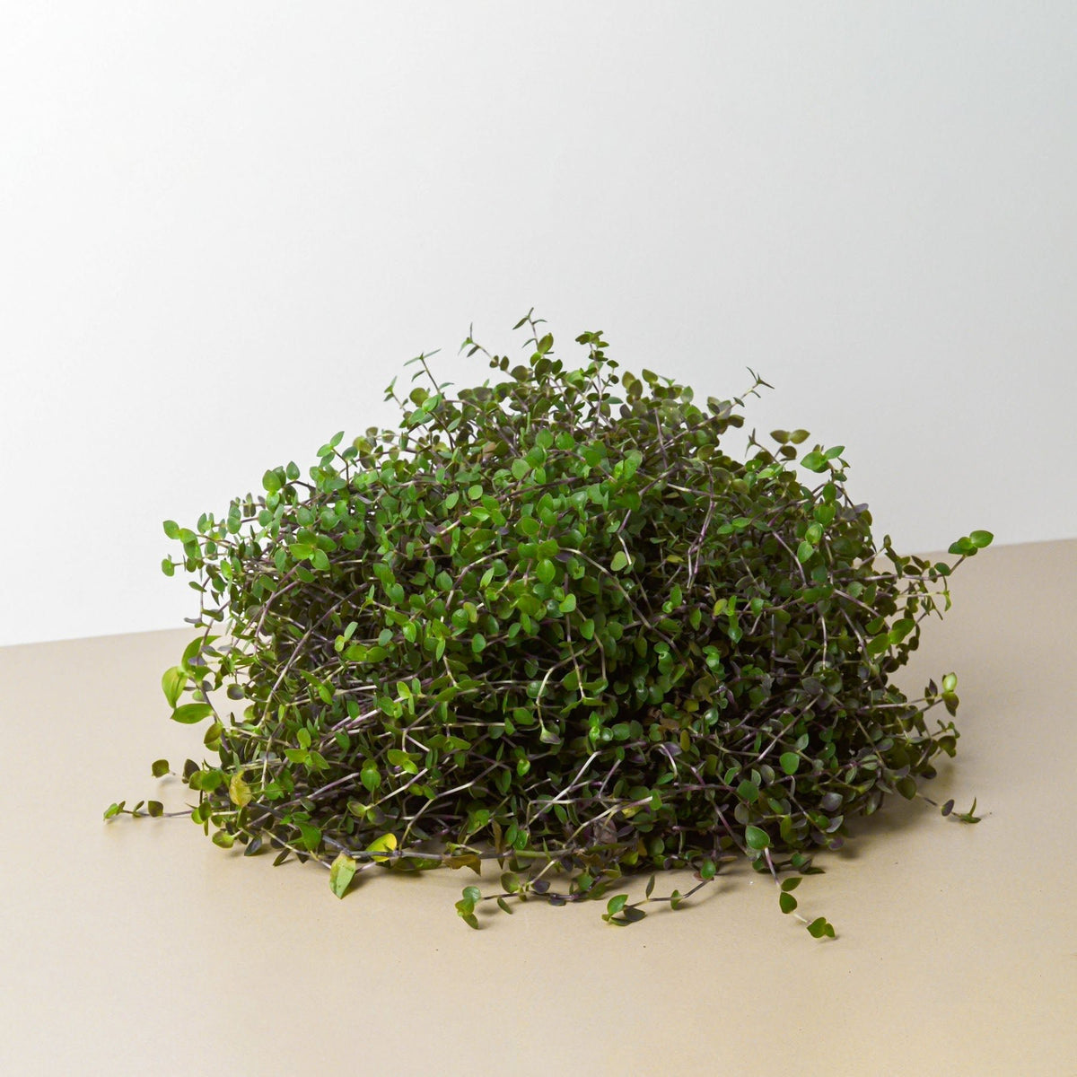 Calasia Repens - BetterGrow Hydro