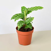 Calathea Concinna 'Freddie' - BetterGrow Hydro