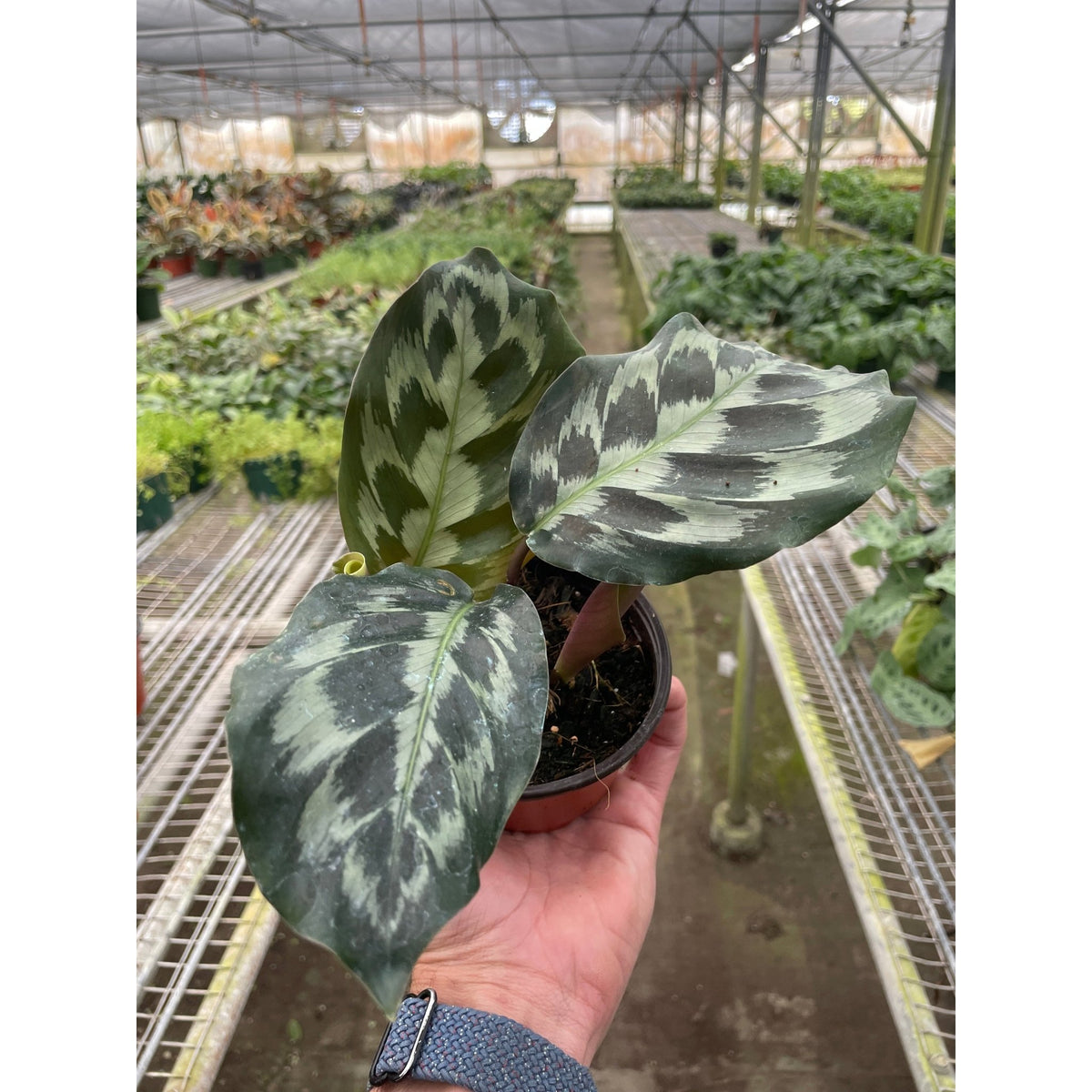 Calathea 'Kennedy' - BetterGrow Hydro