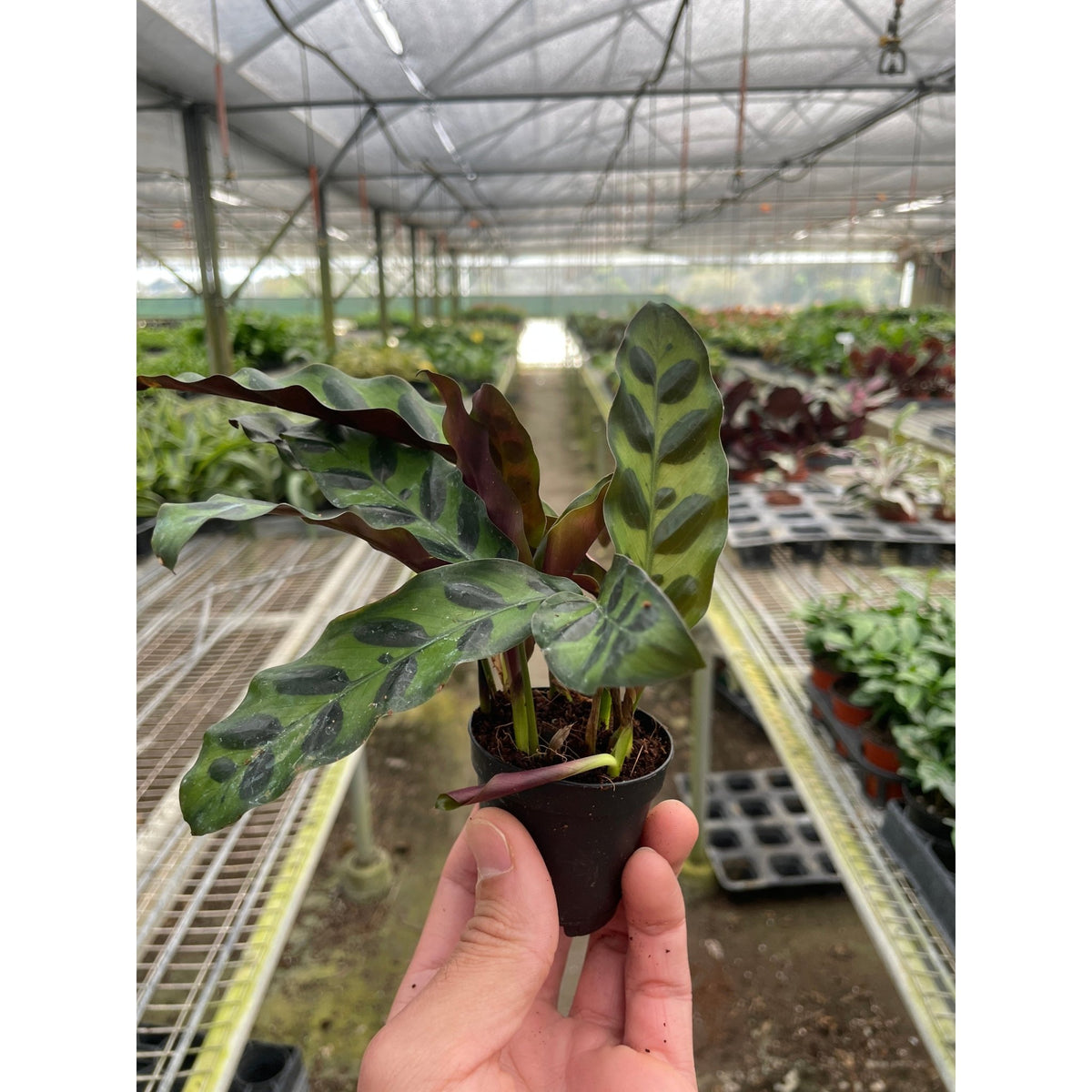 Calathea Lancifolia 'Rattlesnake' - BetterGrow Hydro