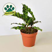 Calathea Lancifolia 'Rattlesnake' - BetterGrow Hydro
