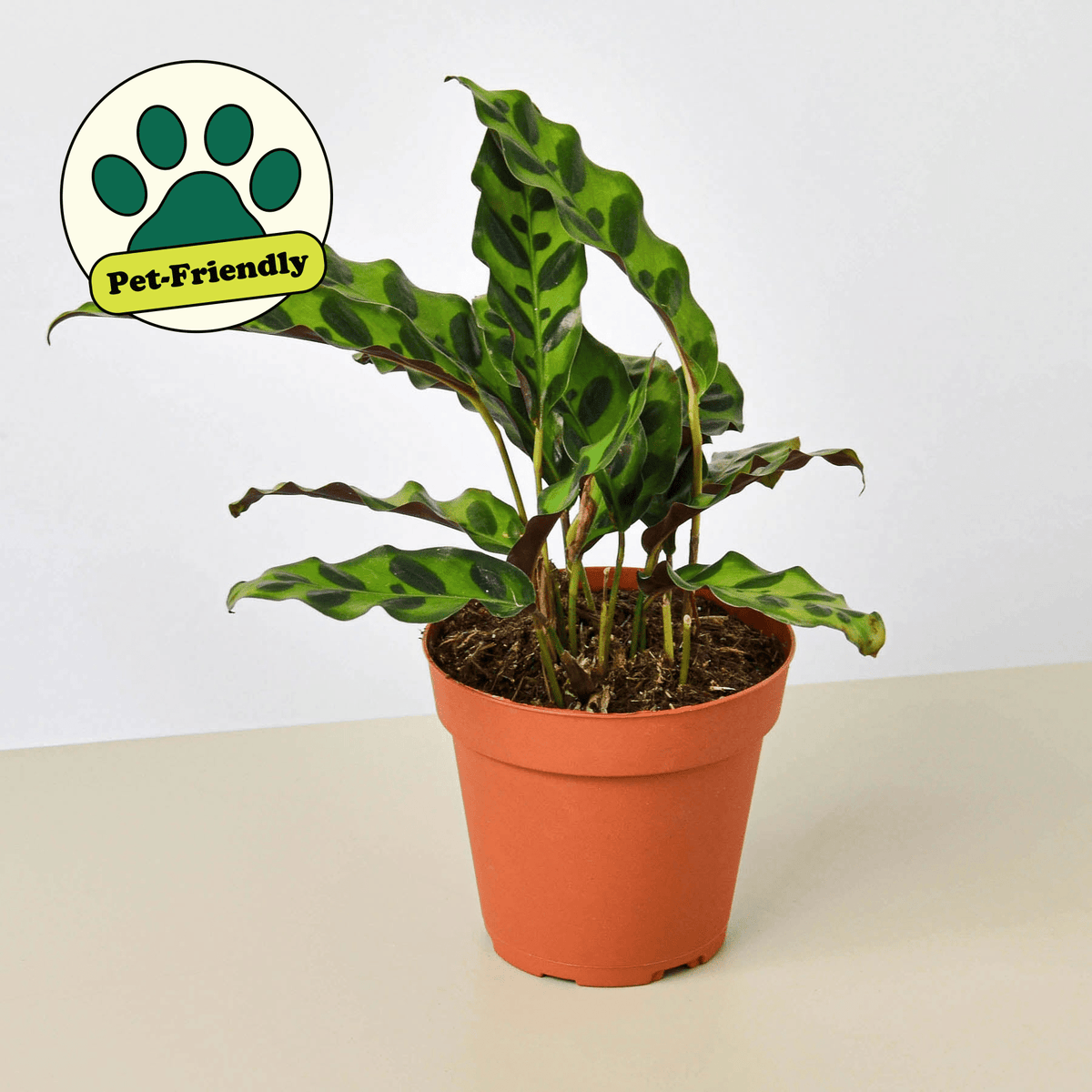Calathea Lancifolia 'Rattlesnake' - BetterGrow Hydro