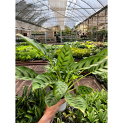 Calathea Leopardina - BetterGrow Hydro