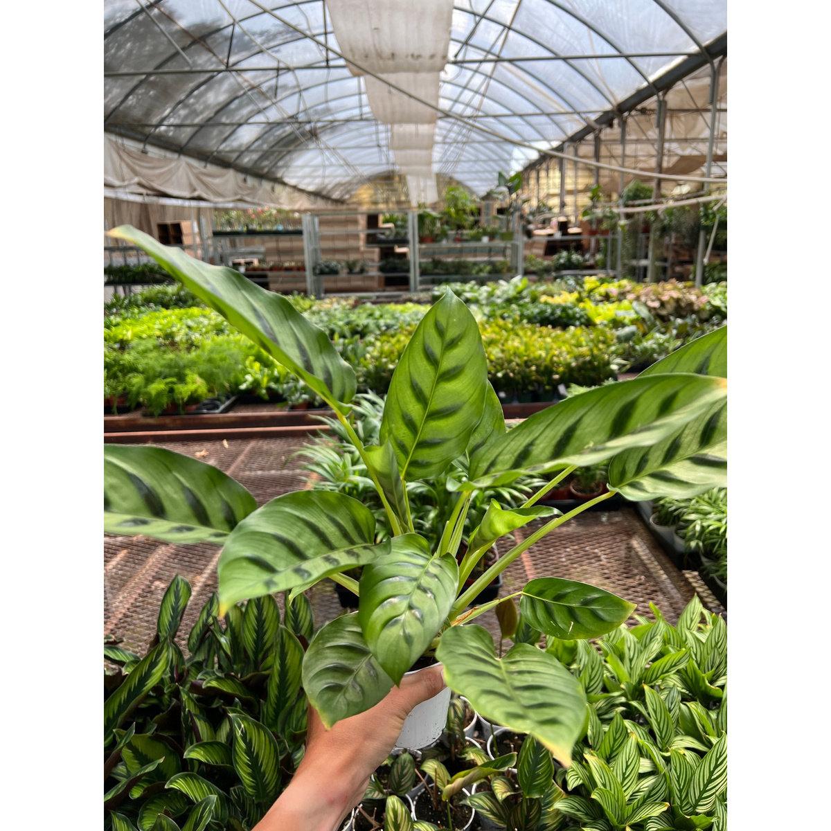 Calathea Leopardina - BetterGrow Hydro