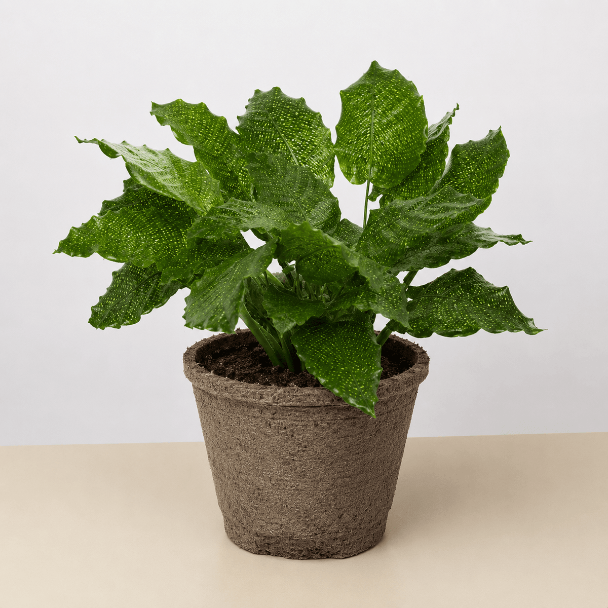 Calathea 'Musaica' - BetterGrow Hydro