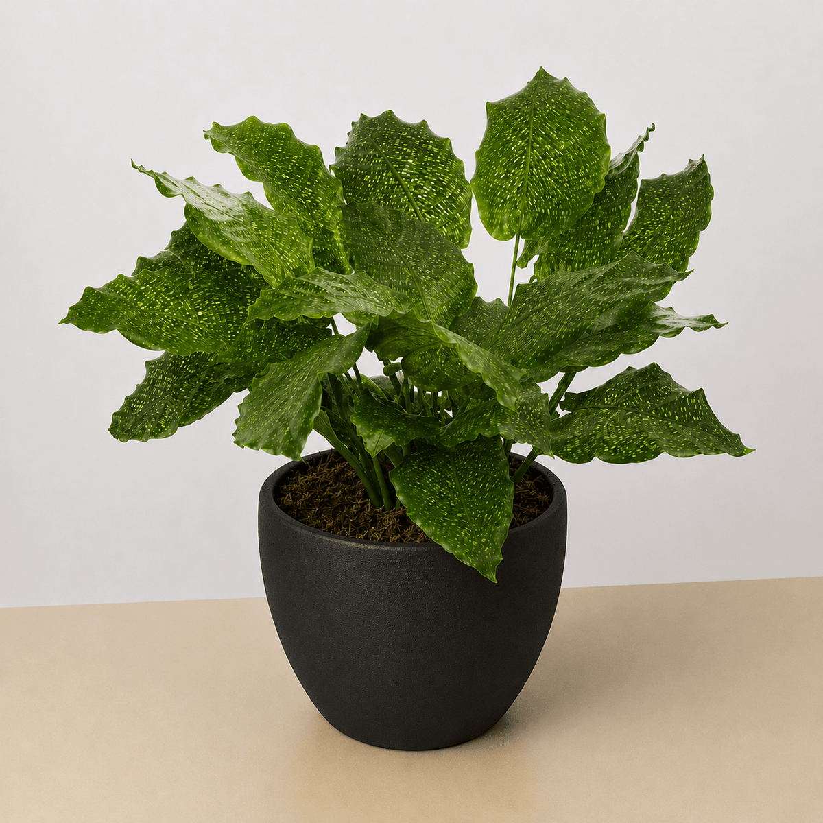 Calathea 'Musaica' - BetterGrow Hydro