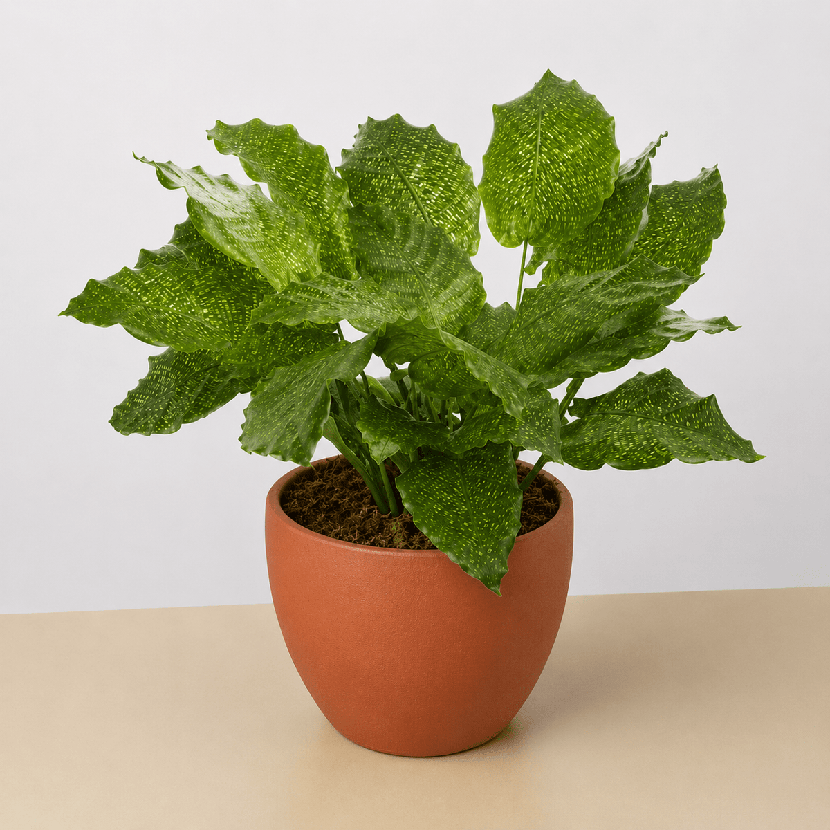 Calathea 'Musaica' - BetterGrow Hydro