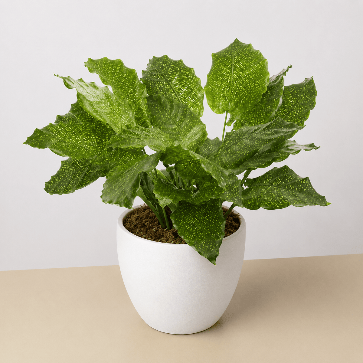 Calathea 'Musaica' - BetterGrow Hydro
