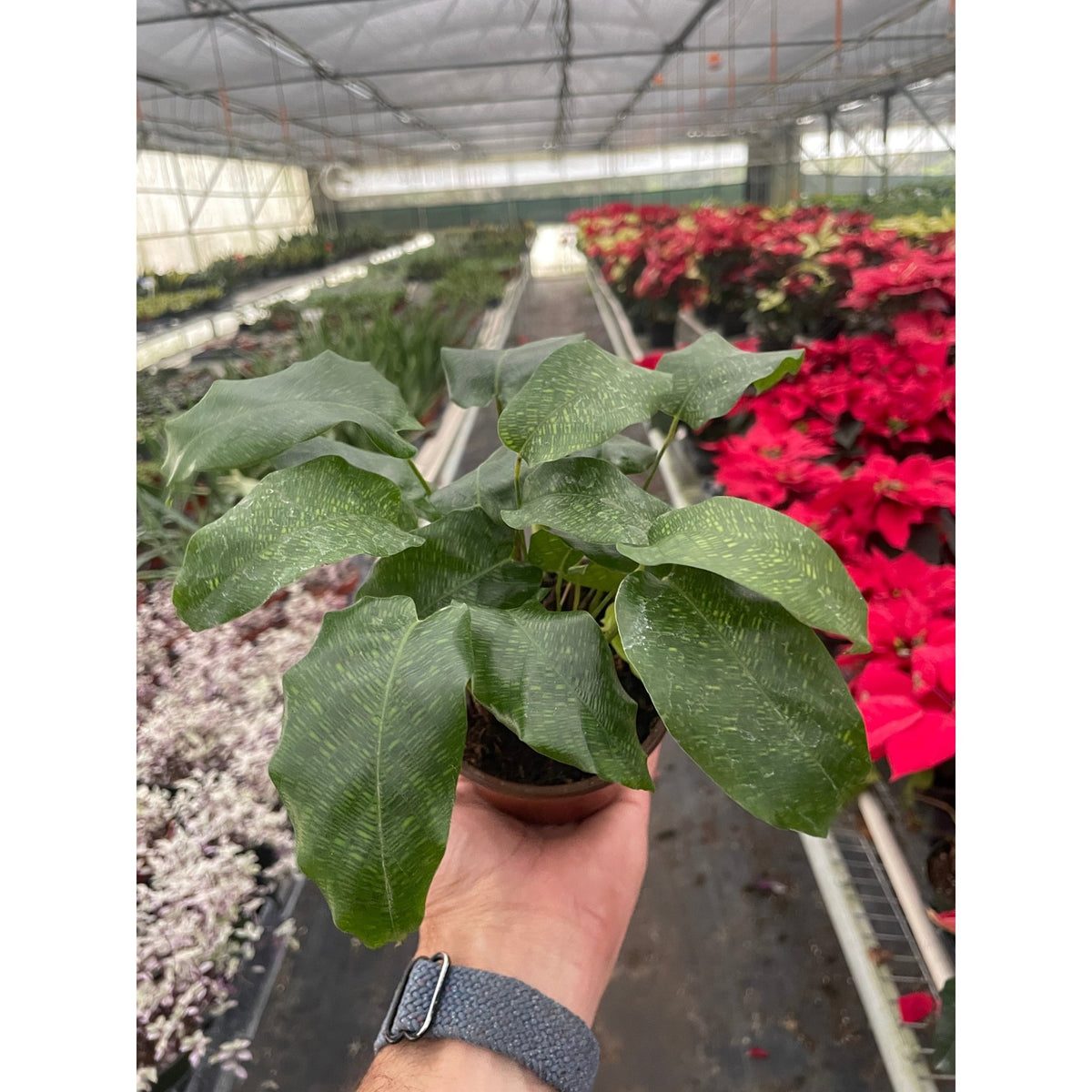 Calathea 'Musaica' - BetterGrow Hydro
