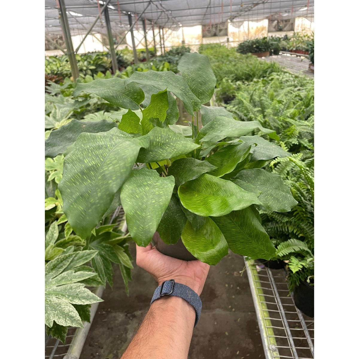 Calathea 'Musaica' - BetterGrow Hydro