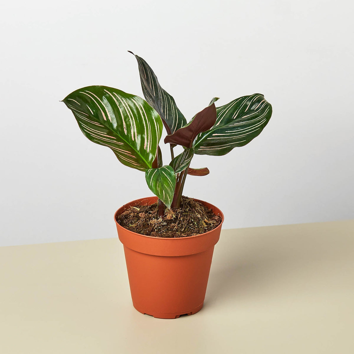 Calathea 'Ornata' - BetterGrow Hydro