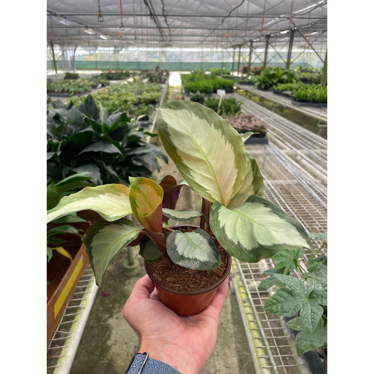 Calathea 'Picturata' - BetterGrow Hydro