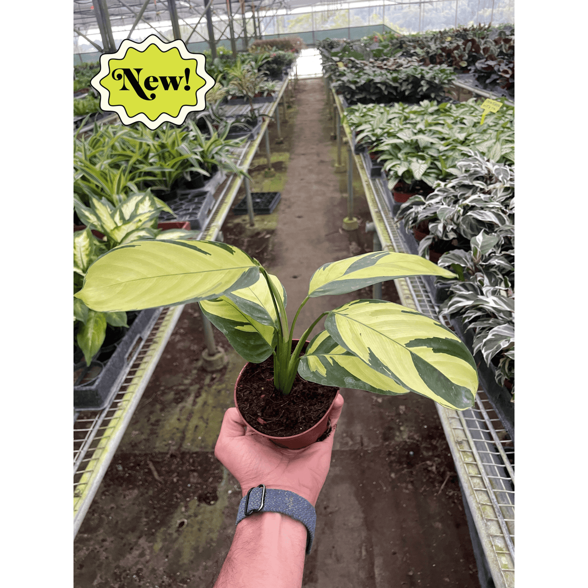 Calathea 'Pilosa' - BetterGrow Hydro