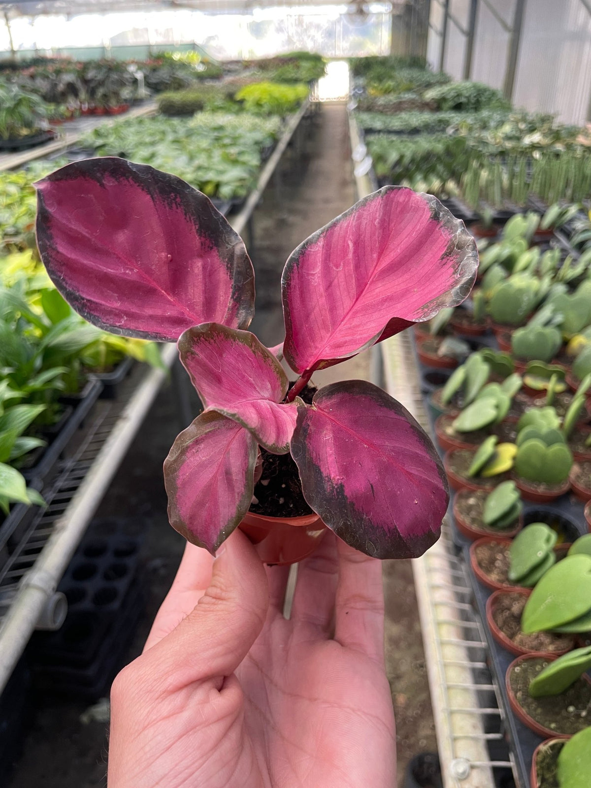 Calathea 'Purple Rose' - BetterGrow Hydro