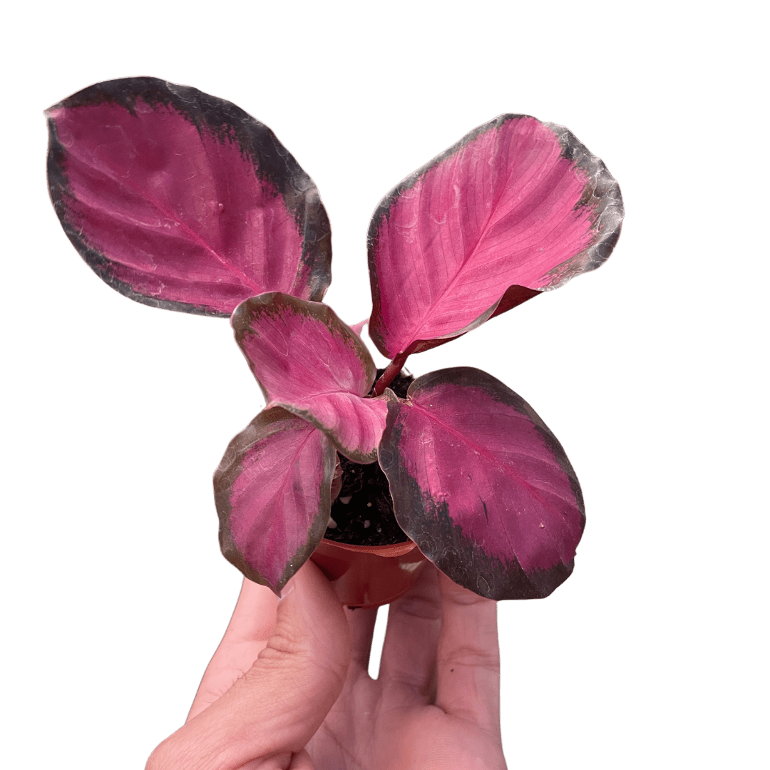 Calathea 'Purple Rose' - BetterGrow Hydro