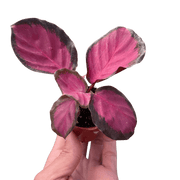 Calathea 'Purple Rose' - BetterGrow Hydro