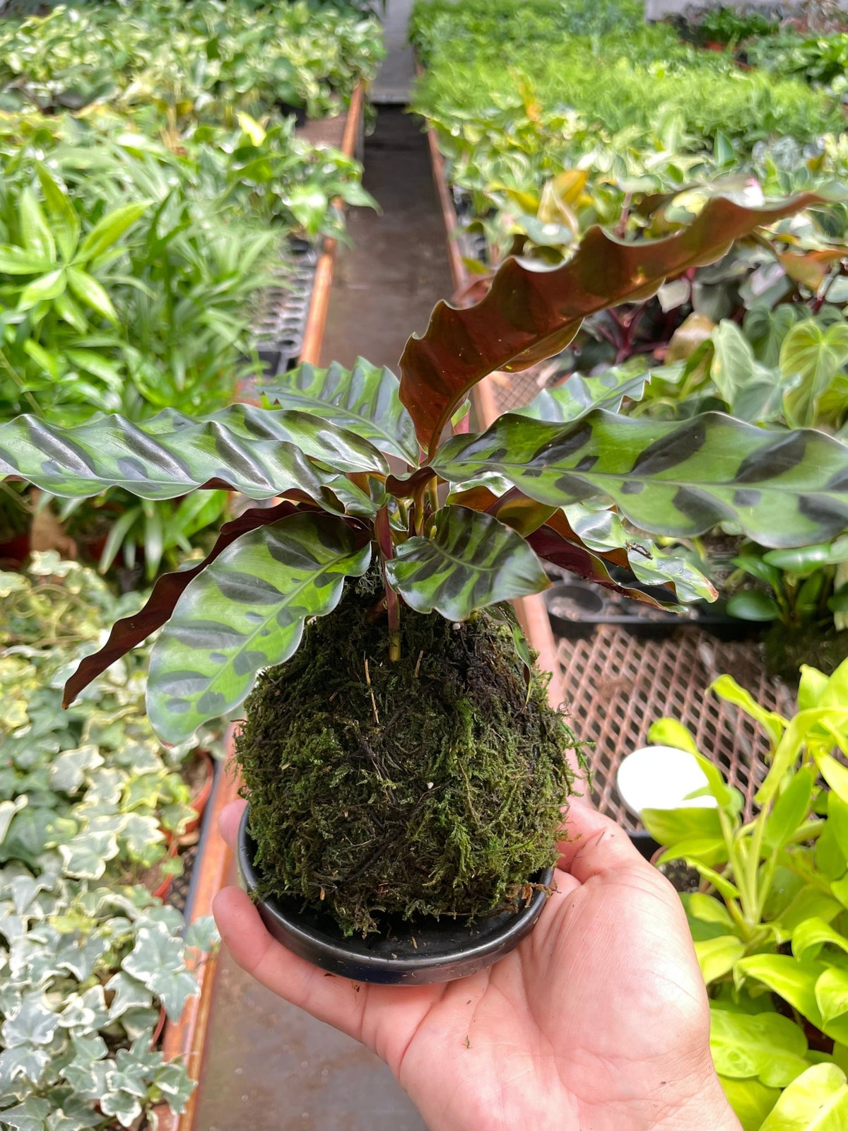 Calathea Rattlesnake Kokedama - BetterGrow Hydro
