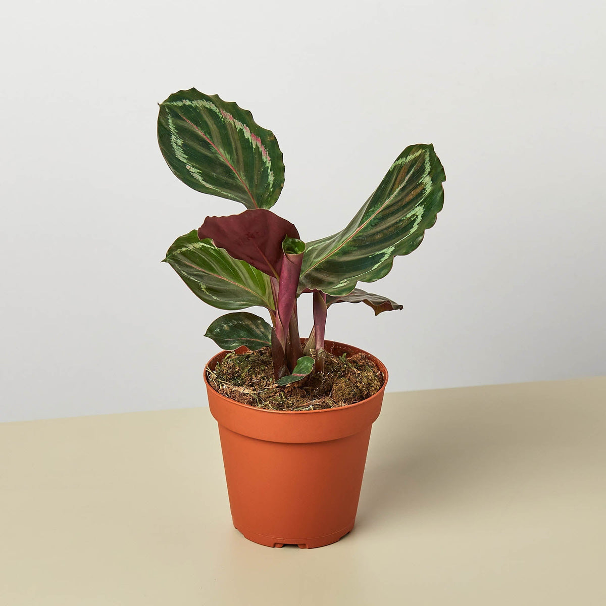 Calathea Roseopicta 'Medallion' - BetterGrow Hydro