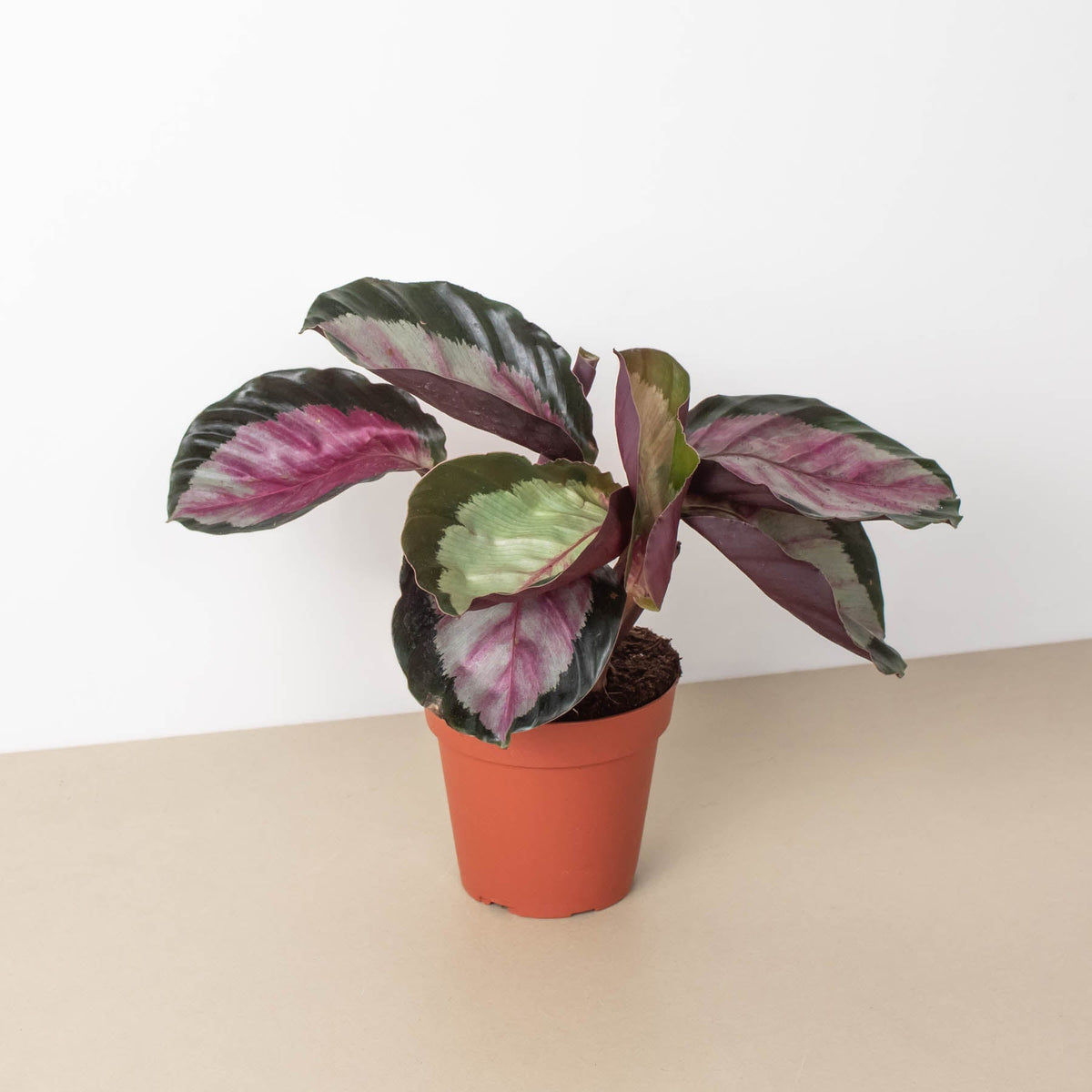 Calathea roseopicta 'Silvia' - BetterGrow Hydro