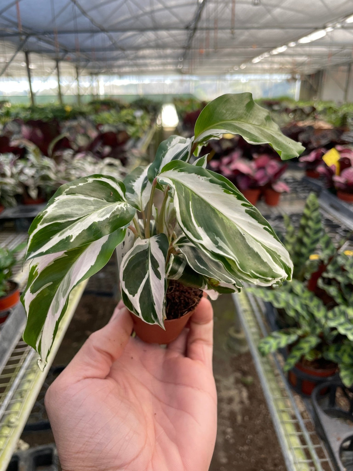 Calathea 'White Fusion' - BetterGrow Hydro