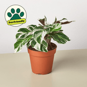 Calathea 'White Fusion' - BetterGrow Hydro