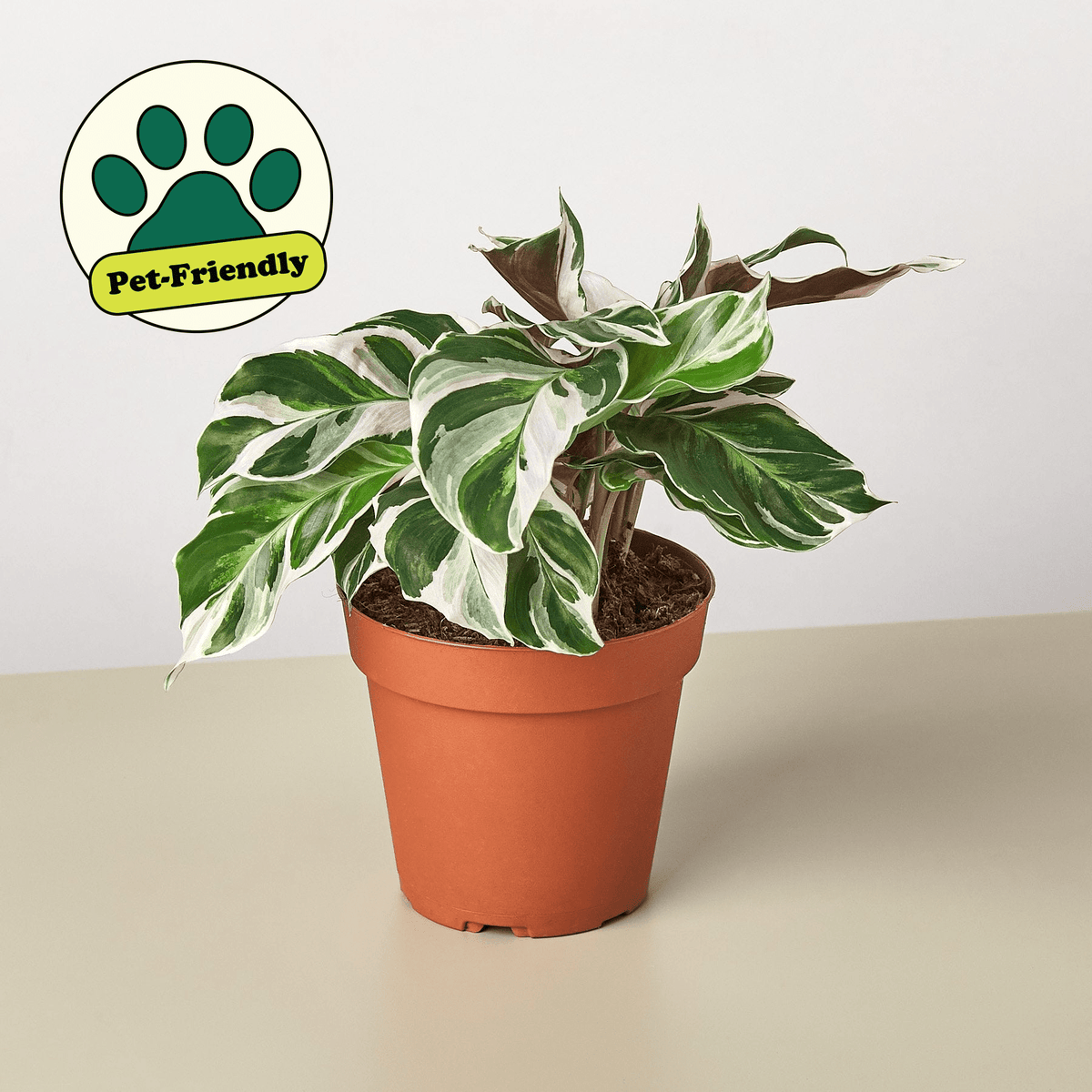 Calathea 'White Fusion' - BetterGrow Hydro