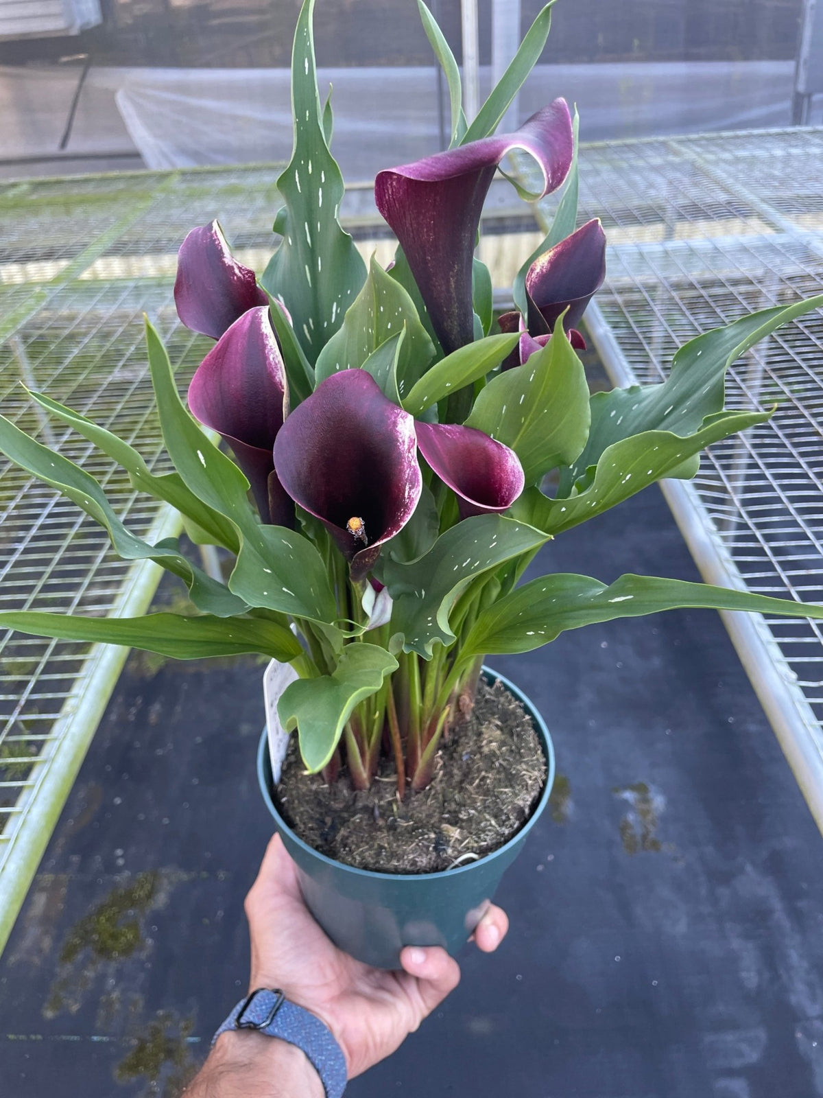 Calla Lily - BetterGrow Hydro