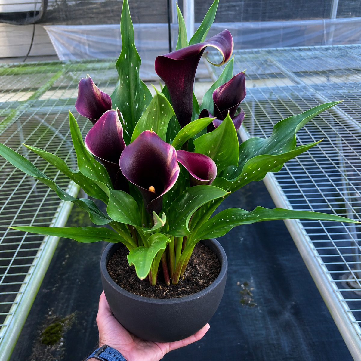 Calla Lily - BetterGrow Hydro