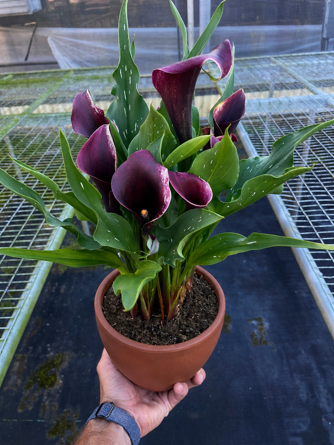 Calla Lily - BetterGrow Hydro