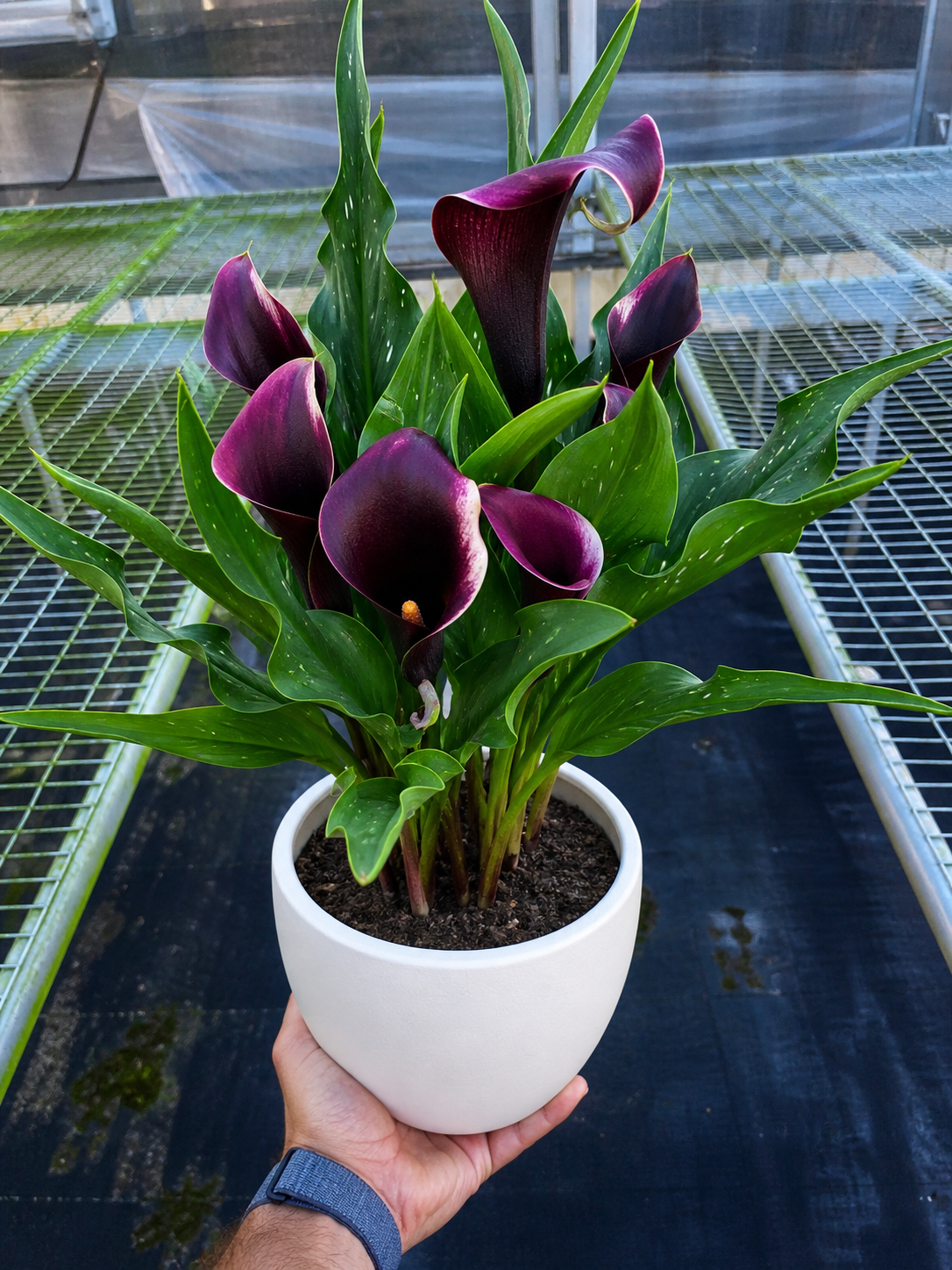 Calla Lily - BetterGrow Hydro