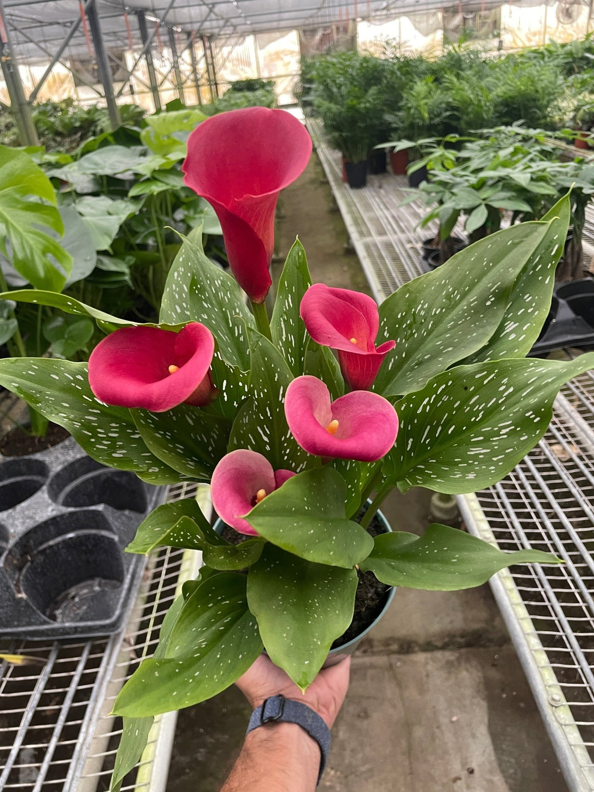 Calla Lily - BetterGrow Hydro