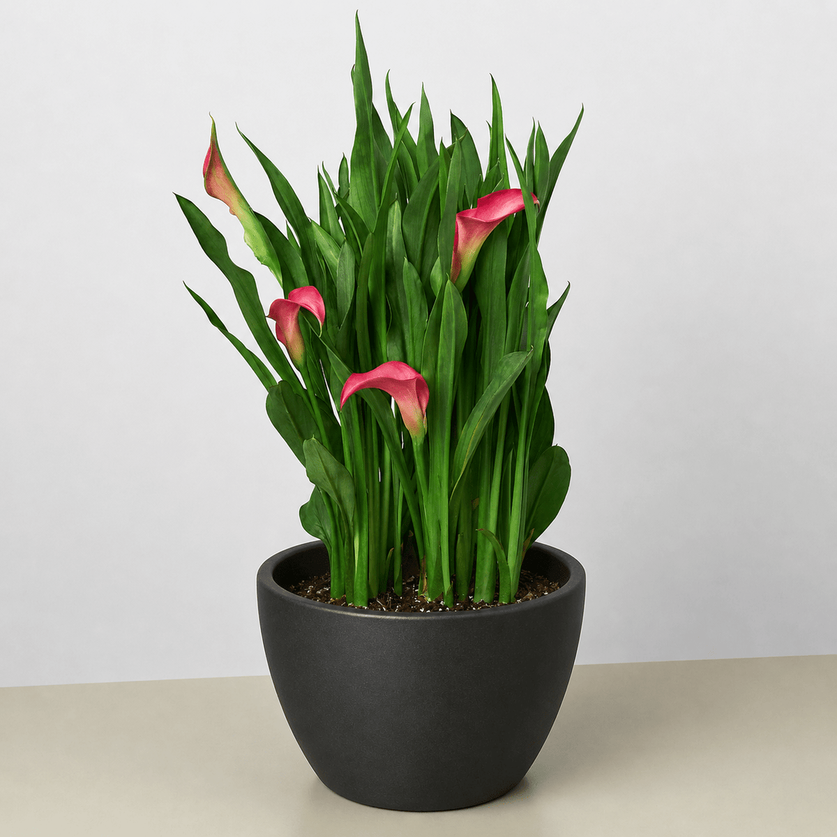 Calla Lily - BetterGrow Hydro