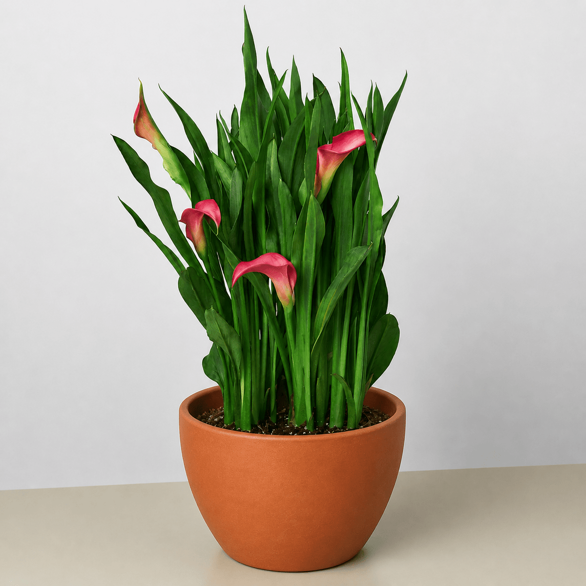 Calla Lily - BetterGrow Hydro