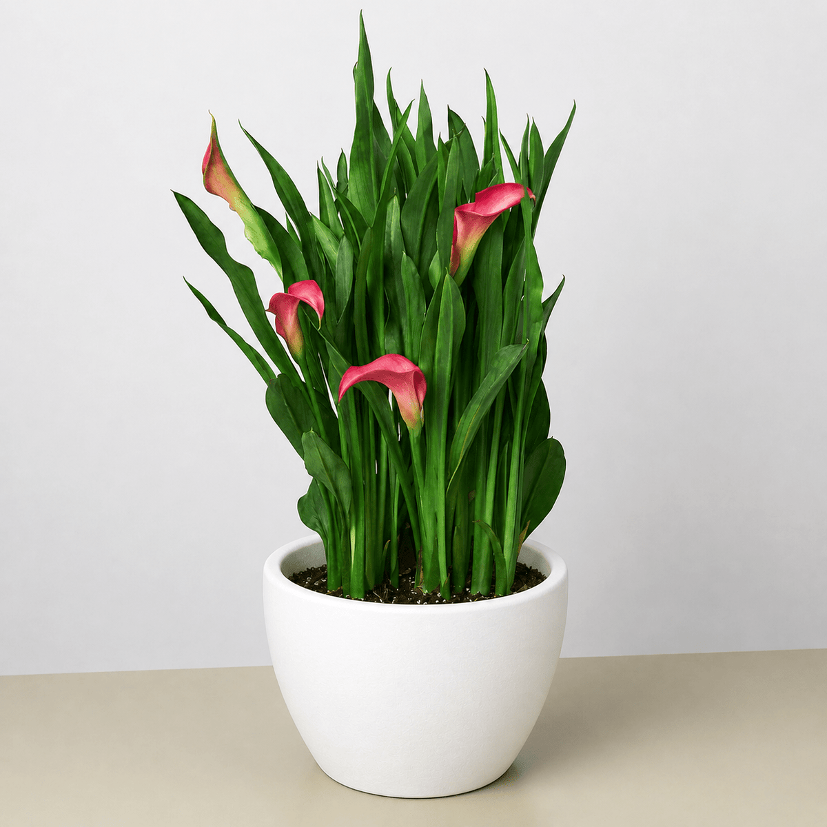 Calla Lily - BetterGrow Hydro