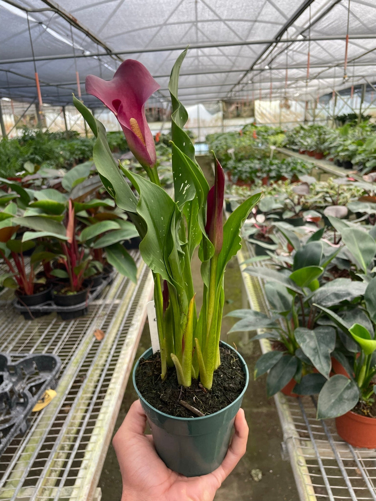 Calla Lily - BetterGrow Hydro
