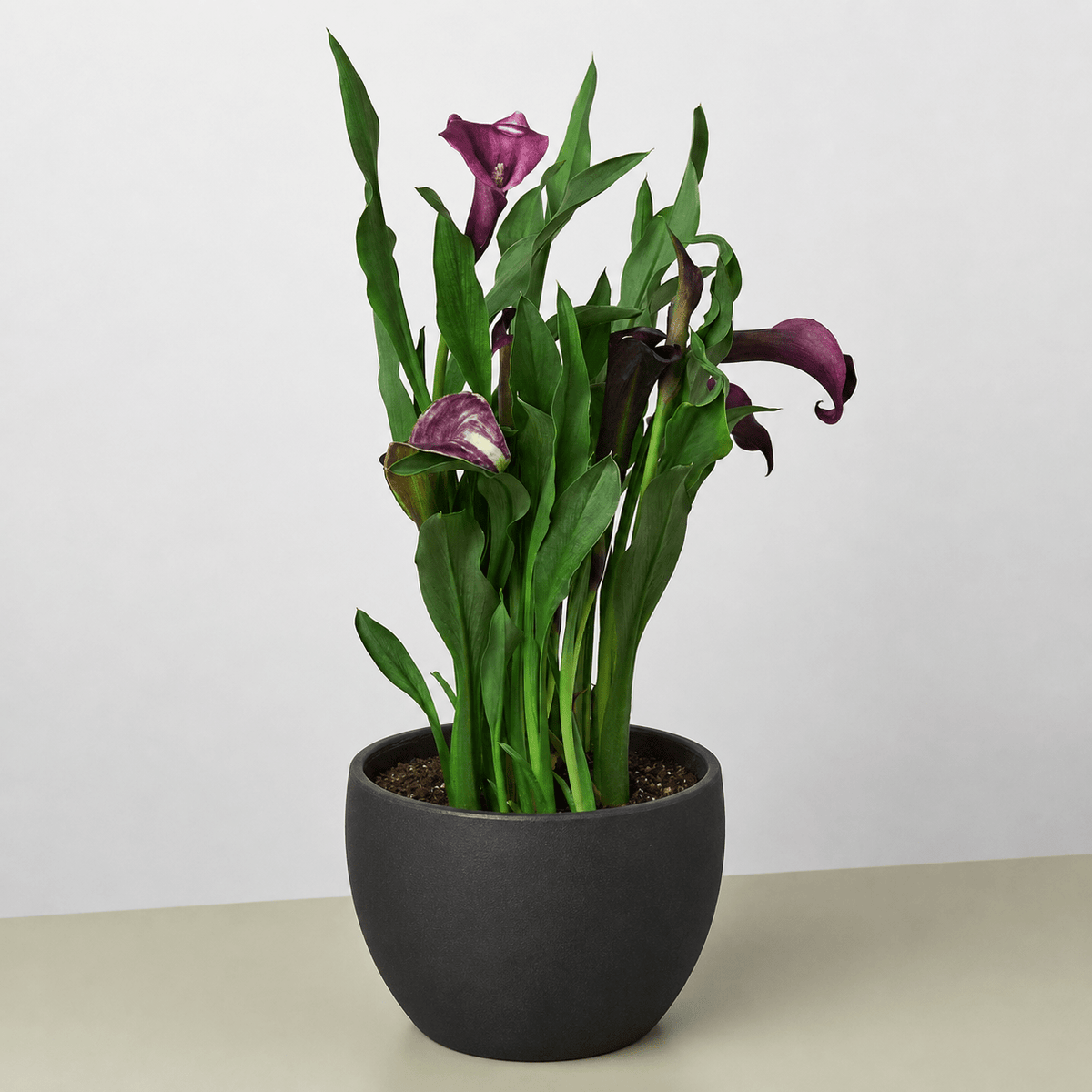 Calla Lily - BetterGrow Hydro