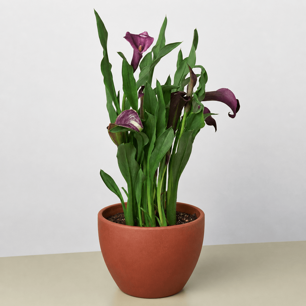 Calla Lily - BetterGrow Hydro