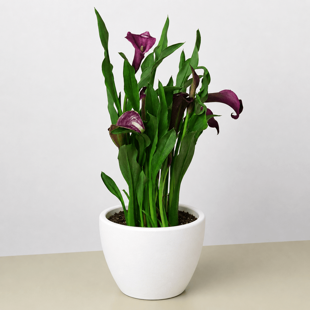Calla Lily - BetterGrow Hydro
