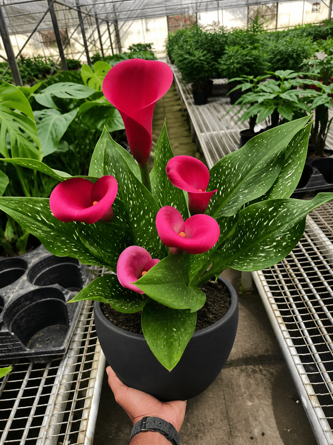 Calla Lily - BetterGrow Hydro