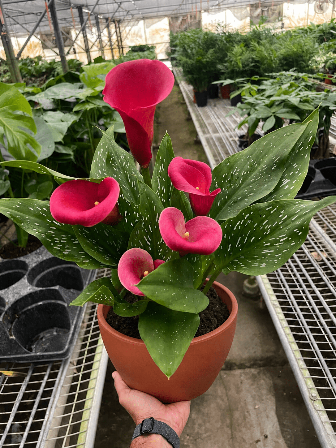 Calla Lily - BetterGrow Hydro