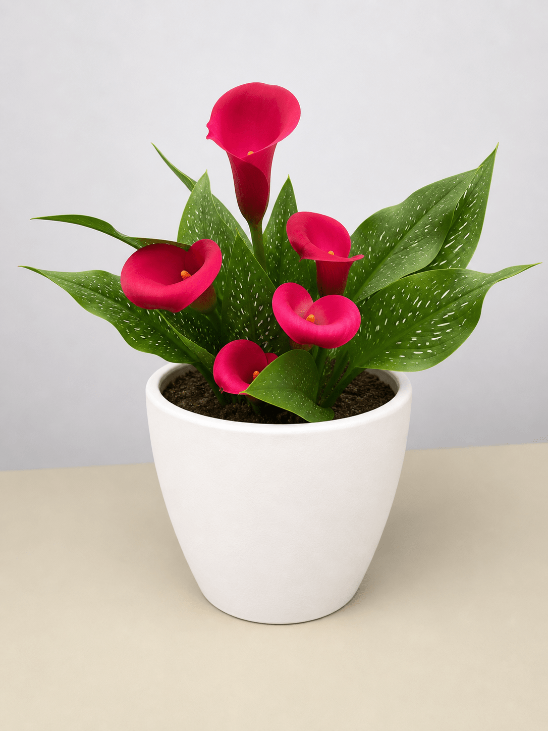 Calla Lily - BetterGrow Hydro