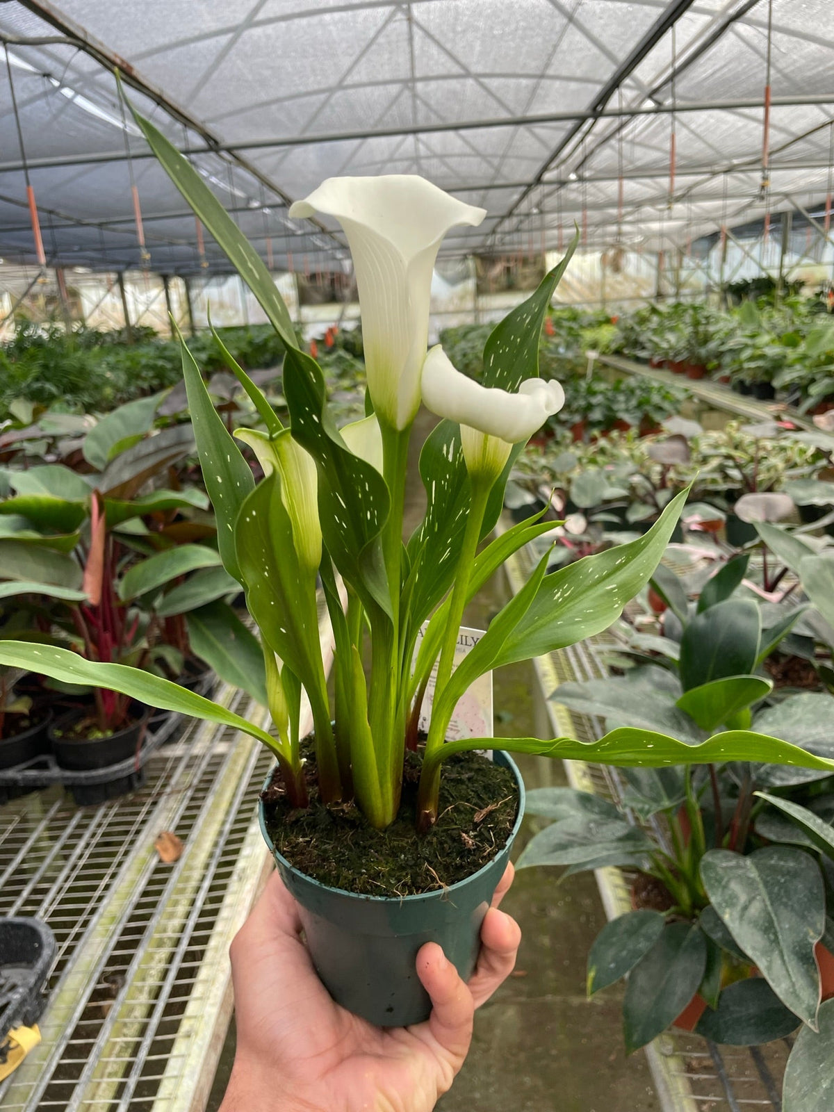 Calla Lily - BetterGrow Hydro
