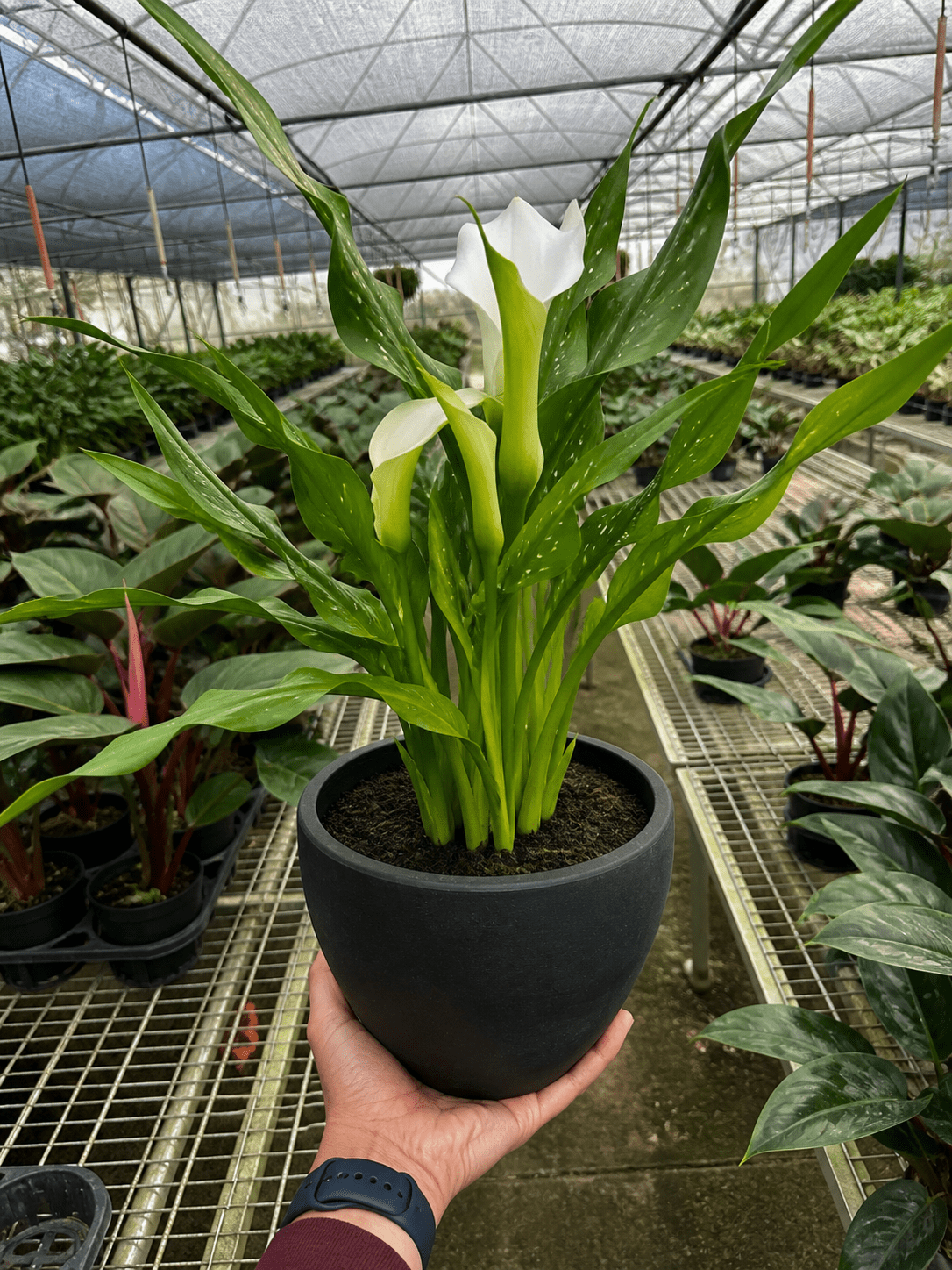 Calla Lily - BetterGrow Hydro