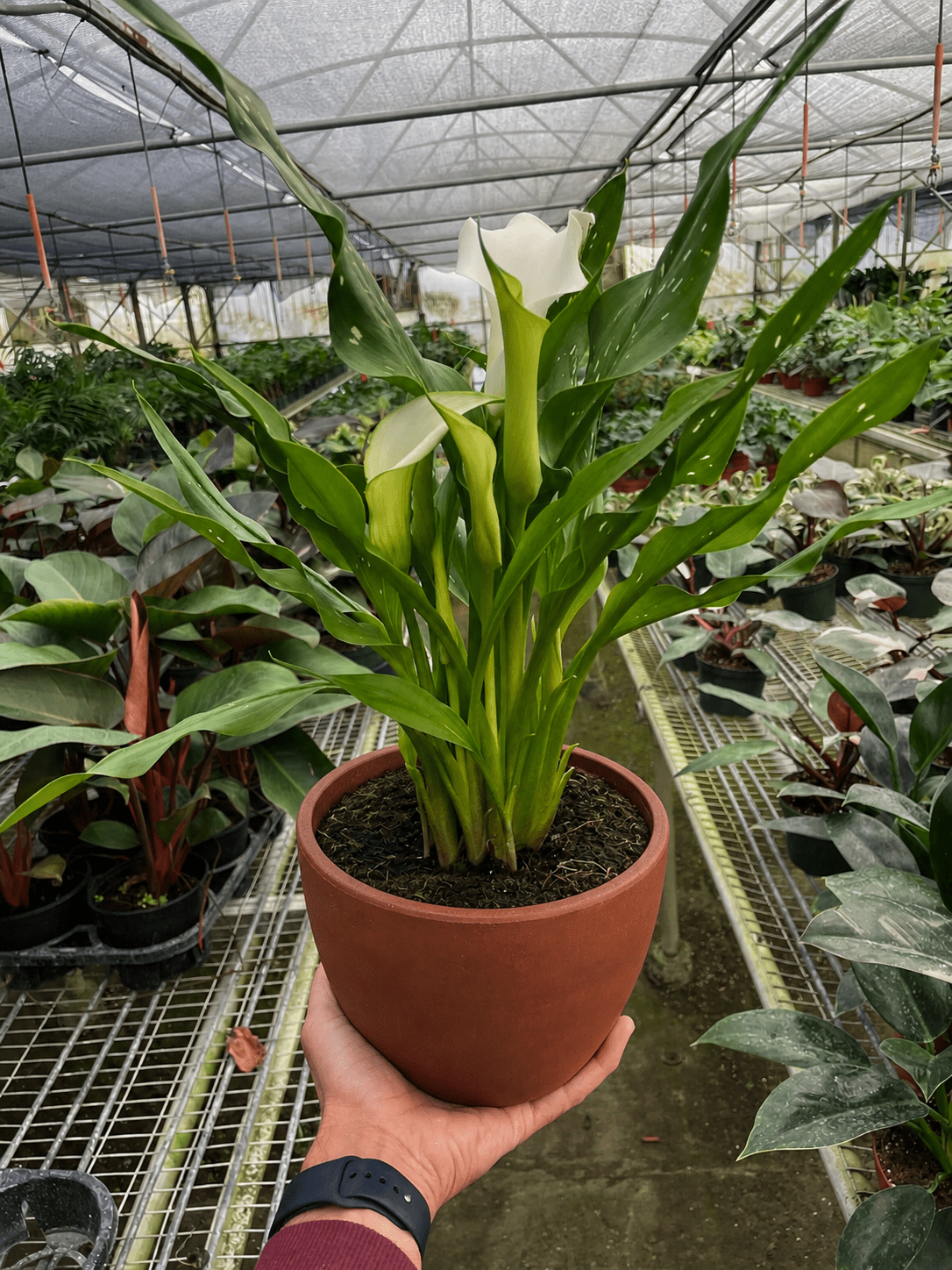 Calla Lily - BetterGrow Hydro