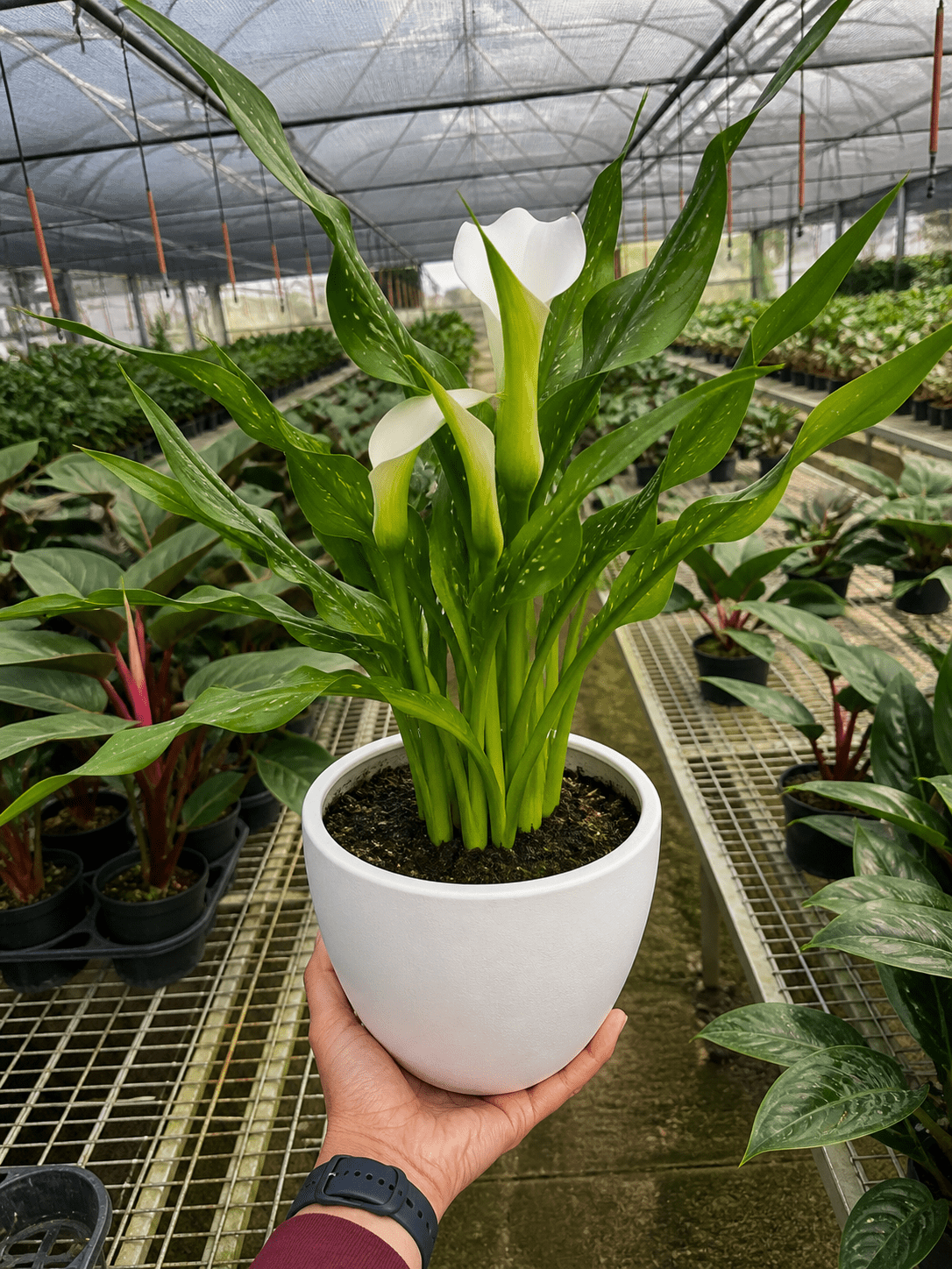 Calla Lily - BetterGrow Hydro