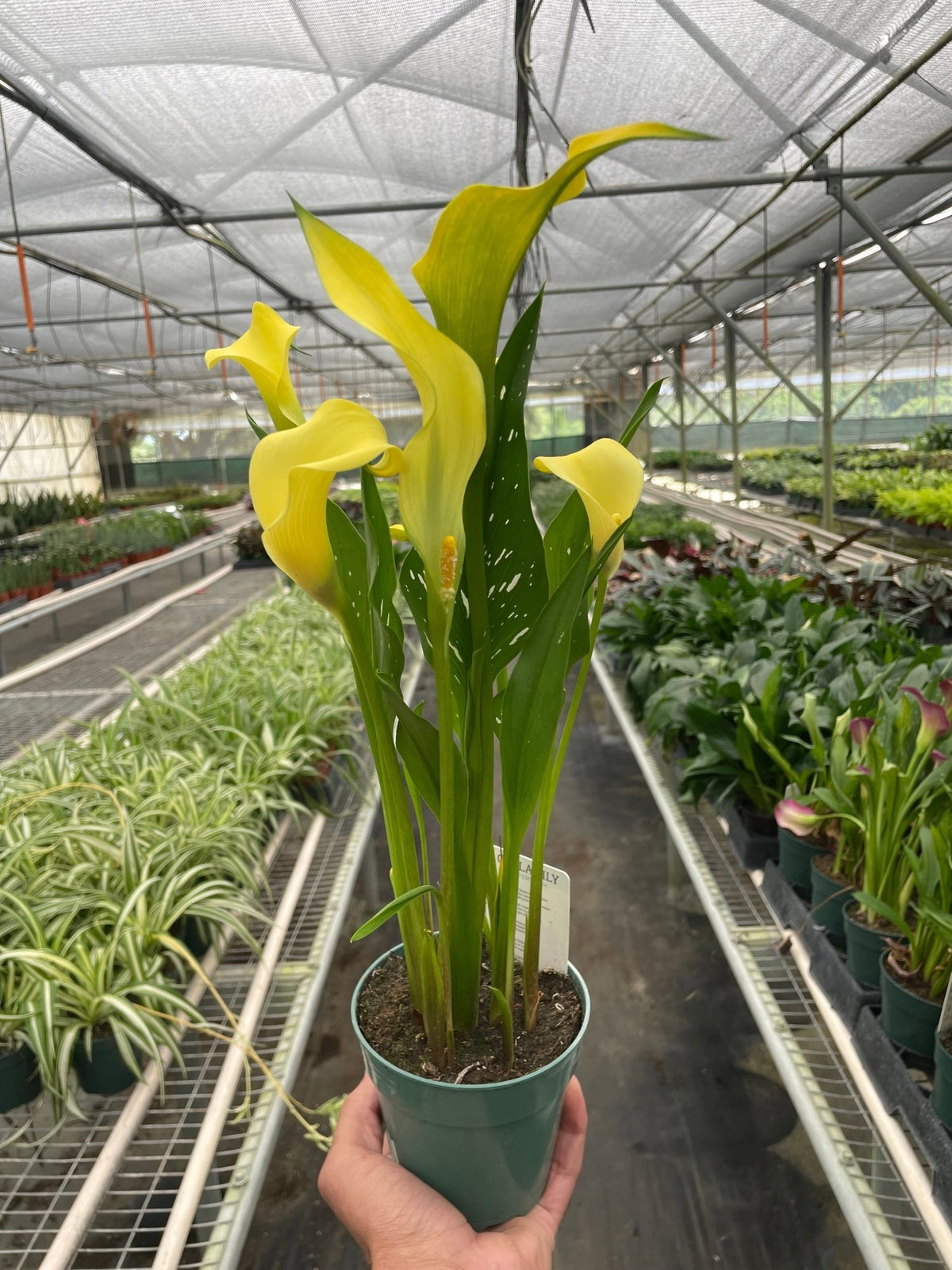 Calla Lily - BetterGrow Hydro