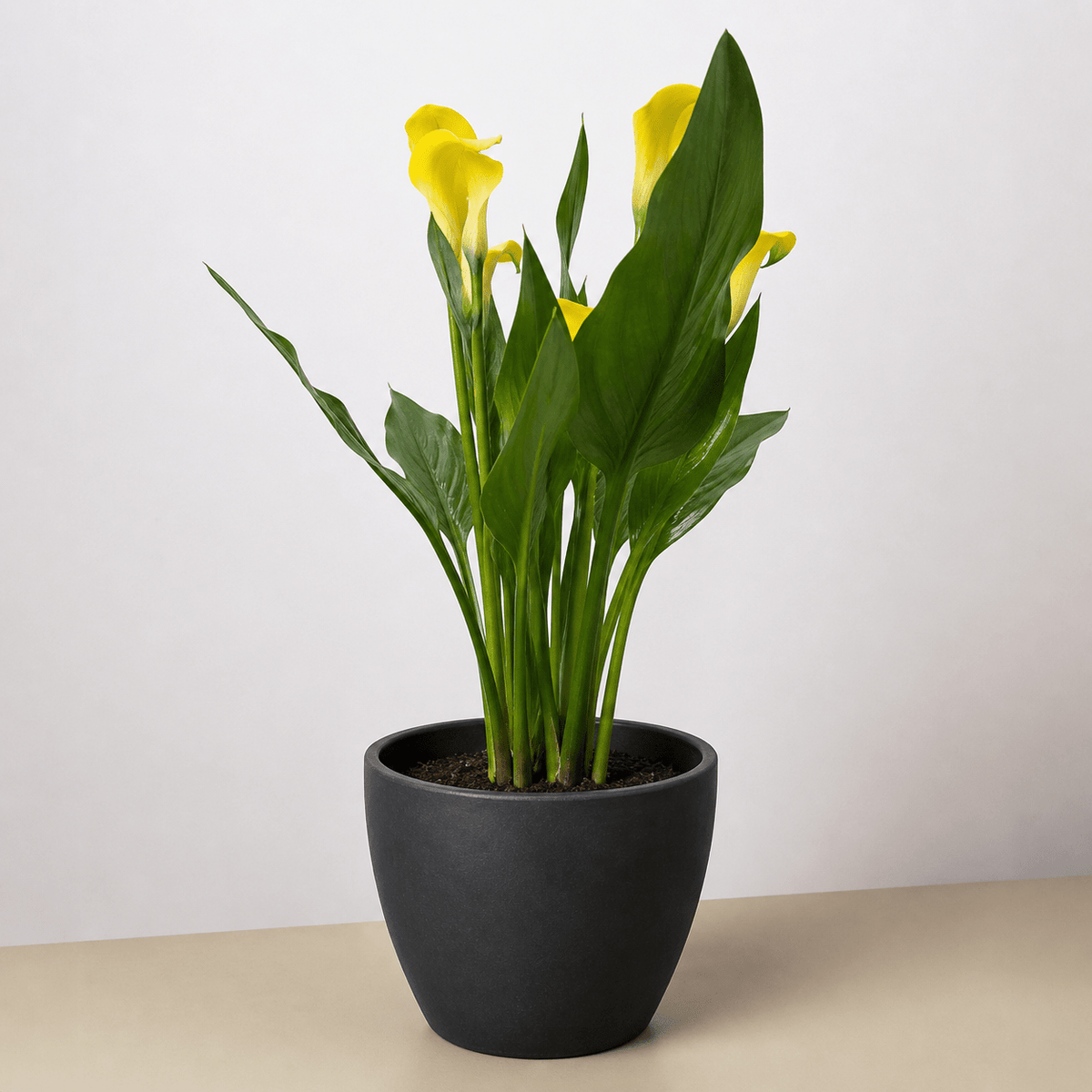 Calla Lily - BetterGrow Hydro