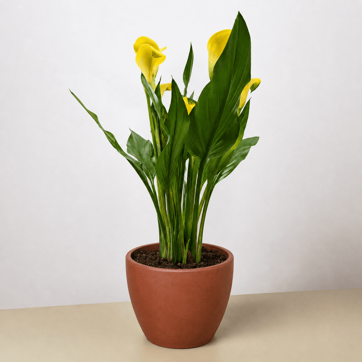 Calla Lily - BetterGrow Hydro