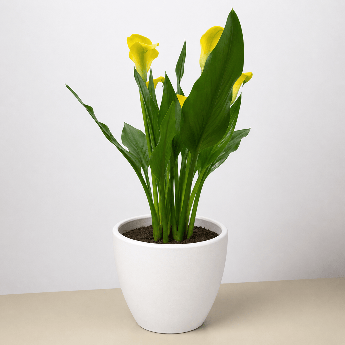 Calla Lily - BetterGrow Hydro