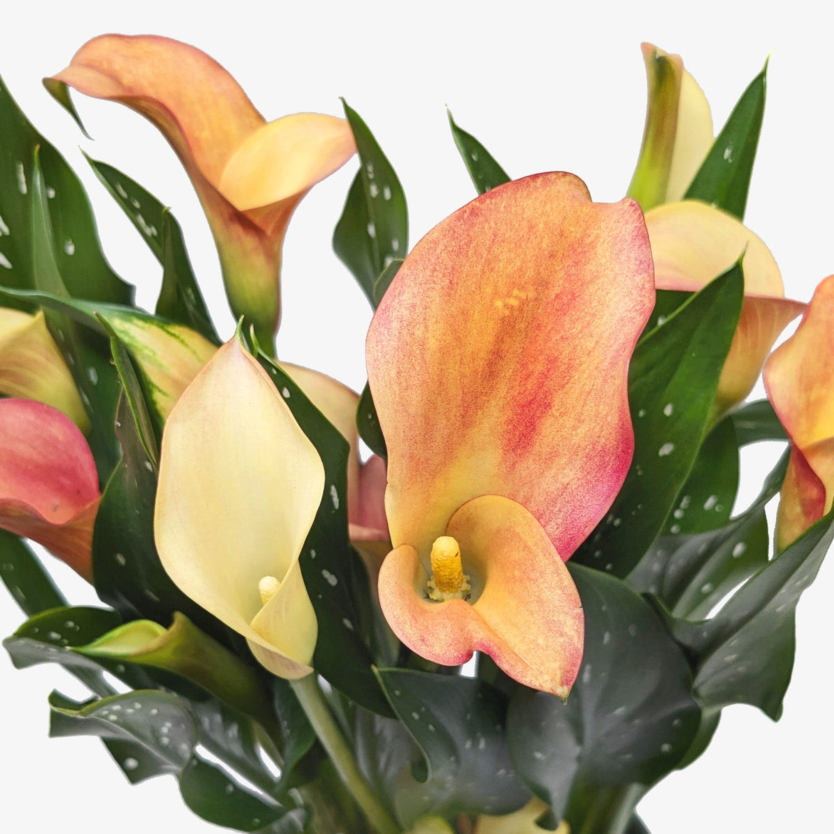 Calla Lily - BetterGrow Hydro